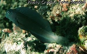  Ecsenius namiyei (Black Comb-tooth Blenny)