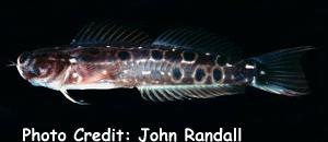  Ecsenius oculus (Ocular Blenny)