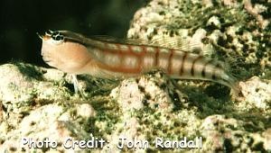  Ecsenius opsifrontalis (Comical Blenny)