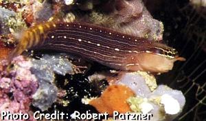  Ecsenius pictus (White-lined Comb-tooth Blenny)