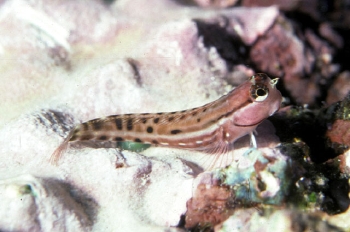  Ecsenius portenoyi (Portenoy’s Blenny)