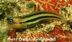  Ecsenius prooculis (Striped Blenny)