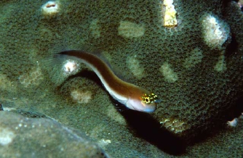  Ecsenius pulcher (Gulf Blenny)