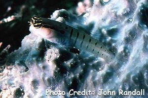  Ecsenius randalli (Randal’s Blenny)