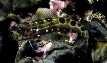  Ecsenius sellifer (Saddle Blenny)