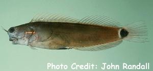  Ecsenius stigmatura (Tailspot Blenny)