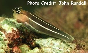  Ecsenius taeniatus (White-lined Blenny)