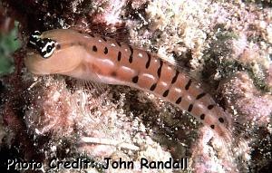  Ecsenius tigris (Tiger Blenny)