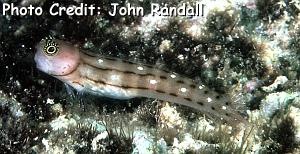  Ecsenius trilineatus (Three-lined Blenny)