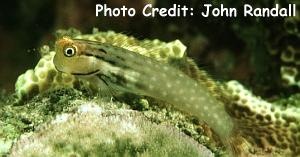  Ecsenius yaeyamaensis (Yaeyama Blenny)