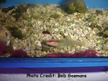  Elacatinus multifasciatum (Greenbanded Goby)