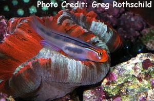  Elacatinus puncticulatus (Redhead Goby)