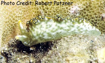  Elysia ornata (Ornate Lettuce Slug)