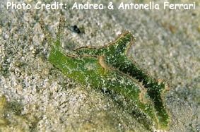  Elysiidae verrucosa (Woolly Leaf Slug)