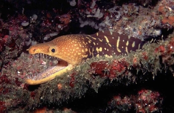  Enchelycore anatina (Fangtooth Moray)