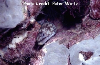  Enchelycore nigricans (Viper Moray)