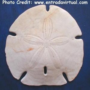  Encope emarginata (Notched Sand Dollar)