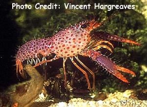  Enoplometopus debelius (Polka-Dot Lobster, Pink Spotted Lobster)
