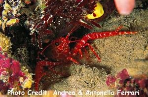  Enoplometopus holthuisi (Holthuis’s Reef Lobster, Bullseye Reef Lobster)