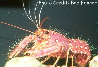  Enoplometopus occidentalis (Red Lobster, Hawaiian Lobster)
