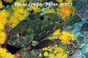  Epinephelus adscensionis (Rock Hind)