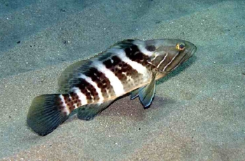  Epinephelus aeneus (White Grouper)