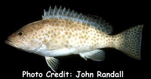  Epinephelus areolatus (Areolate Grouper)