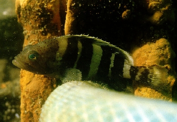  Epinephelus awoara (Yellow Grouper)