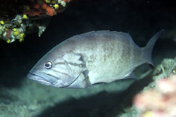  Epinephelus caninus (Dogtooth Grouper)