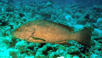  Epinephelus chlorostigma (Brownspotted Grouper)