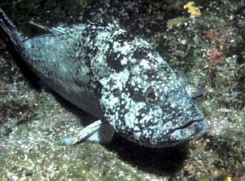  Epinephelus clippertonensis (Clipperton Grouper)