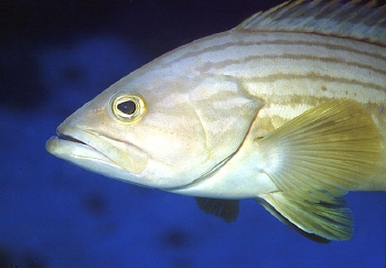  Epinephelus costae (Goldblotch Grouper)