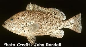  Epinephelus cyanopodus (Speckled Blue Grouper)