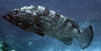  Epinephelus daemelii (Saddletail Grouper)