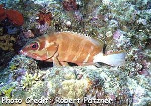  Epinephelus fasciatus (Blacktip Grouper)