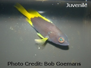  Epinephelus flavocaeruleus (Blue & Yellow Grouper)