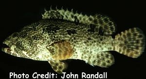  Epinephelus fuscoguttatus (Brown-marbled Grouper)