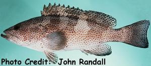  Epinephelus gabriellae (Gabriella's Grouper, Multispotted Grouper)