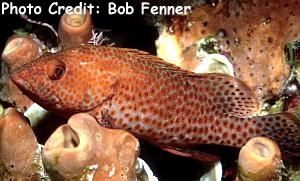  Epinephelus guttatus (Red Hind)