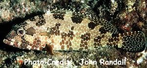  Epinephelus hexagonatus (Starspotted Grouper, Hexagon Grouper)