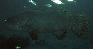  Epinephelus lanceolatus (Giant Grouper, Queensland Grouper)