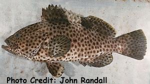  Epinephelus maculatus (Highfin Grouper)