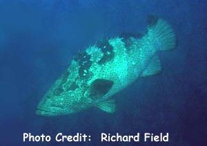  Epinephelus malabaricus (Malabar Grouper)