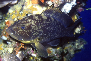  Epinephelus marginatus (Dusky Grouper)