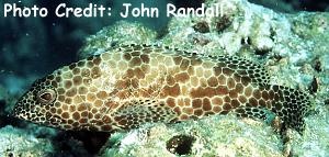  Epinephelus merra (Honeycomb Grouper)