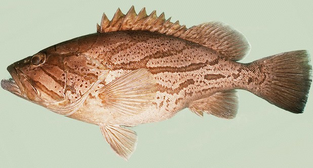  Epinephelus morrhua (Comet Grouper)