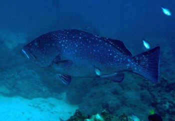  Epinephelus multinotatus (White-blotched Grouper)