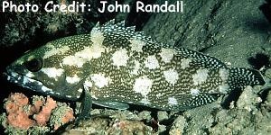  Epinephelus ongus (White-streaked Grouper)