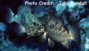  Epinephelus polyphekadion (Camouflage Grouper, Marbled Grouper)