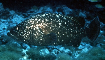  Epinephelus quernus (Hawaiian Grouper)